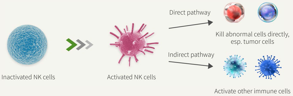 what-is-nk-cell-nk-biocell