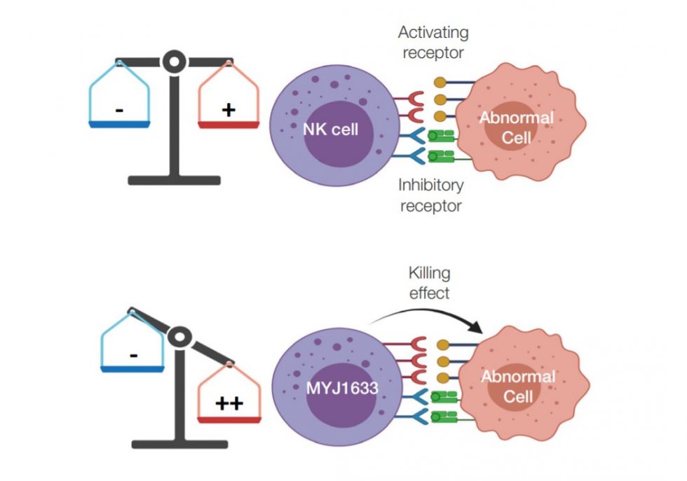 Natural Killer Cell (NK cell) | NK Biocell